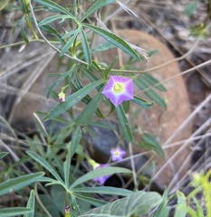 Ipomoea costellata