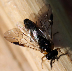 Schizocerella pilicornis