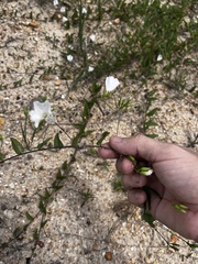 Stylisma humistrata