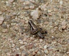 Paraidemona