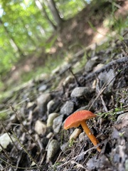 Hygrocybe coccinea
