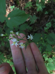 Symphyotrichum urophyllum