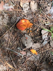 Hypomyces lactifluorum
