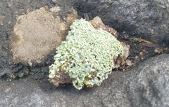 Flavopunctelia soredica