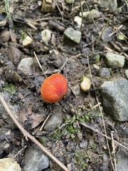 Hygrocybe coccinea