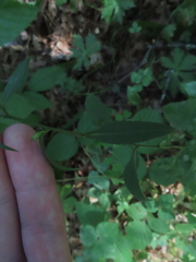 Symphyotrichum urophyllum