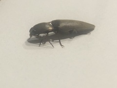 Deilelater physoderus