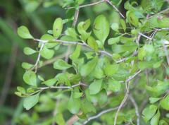 Condalia hookeri