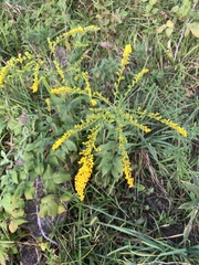 Solidago ulmifolia