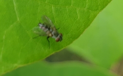 Anthomyia illocata