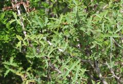 Berberis trifoliolata