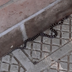 Lampropeltis triangulum