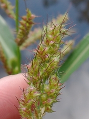 Echinochloa muricata
