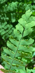 Adiantum pedatum