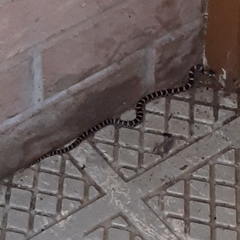 Lampropeltis triangulum