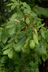 Carya texana