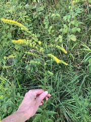 Solidago ulmifolia