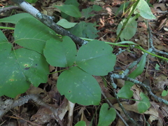 Toxicodendron rydbergii