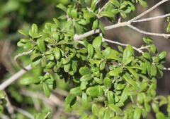 Diospyros texana