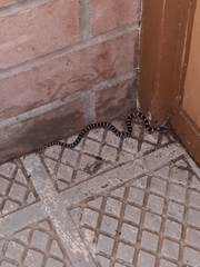 Lampropeltis triangulum