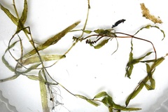 Potamogeton alpinus