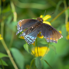 Limenitis arthemis