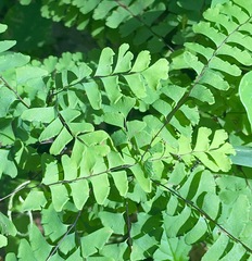 Adiantum pedatum