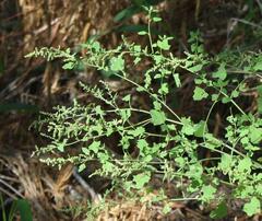 Chenopodium album