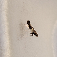 Caloptilia bimaculatella