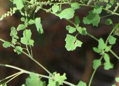 Chenopodium album