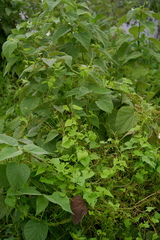 Mikania scandens