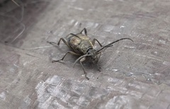 Etorofus obliteratus