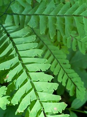 Adiantum pedatum