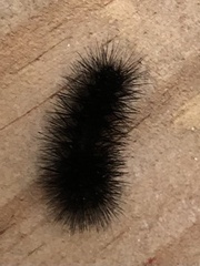 Hypercompe scribonia