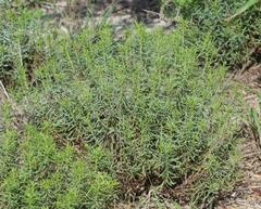 Plantae