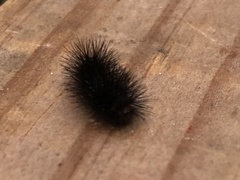 Hypercompe scribonia