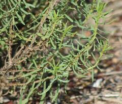 Plantae