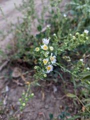 Symphyotrichum
