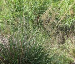 Poaceae