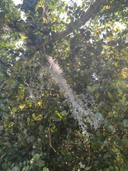 Tillandsia usneoides