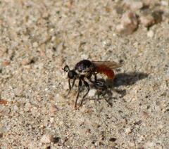 Cerotainiops abdominalis