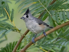 Baeolophus atricristatus