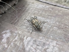 Etorofus obliteratus