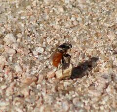 Cerotainiops abdominalis