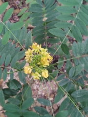 Senna marilandica