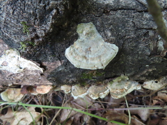 Trametes