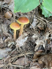 Aureoboletus betula