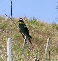 Merops apiaster