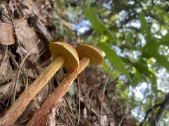 Aureoboletus betula