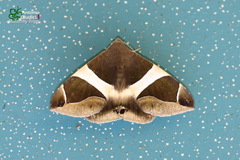 Bastilla crameri